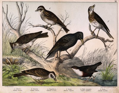 a: Kuzey Lark (Alauda arvensis), b: Lulu lark (Lullula arborea), c: Cappellaccia (Galerita cristata), d: Sansonnet sığırcık (Sturnus Vulgaris), e: Ördek (Cinclus aquaticus), f: Ardıç (Turdus musicus) - “Kuşların Doğal Tarihi”nde “, ed. Hoepli, Milano by Unknown artist