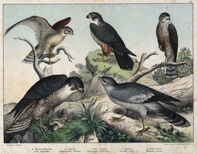 a: Pelerine Falcon (Falco peregrinus), b: Hawk Hawk (Hypotriorchis subbuteo), c: Kerkenez Şahin (Tunnunculus alaudarius), d: European Hawk (Accipiter nisus), e: Şarkı Söylemek (Melierax musicus) - “Doğal Tarihte Kuşlar, ed. Hoepli, Milano by Unknown artist
