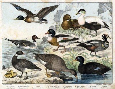 a: Tohum Kazı (Asner segetum), b: Brant (Branta bernicla), c: Eider (Somateria mollissima), d: Harlequin Duck (Histrionicus torquatus), e: Kara Ördek (Oidemia fusca), f: Yeşilbaş (Anas boschas) ), g: Belon