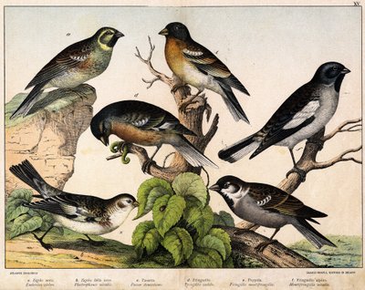 a: Serçe (Emberiza circlus), b: Kar Serçesi (Plectrophanes nivalis), c: Serçe (Pour domesticus), d: Pinson (Fringilla coelebs), e: Kuzey Pinson (Fringilla montifringilla), Niverolle (Montifringilla nivalis) - içinde “ Kuşların Doğal Tarihi”, ed. umut by Unknown artist