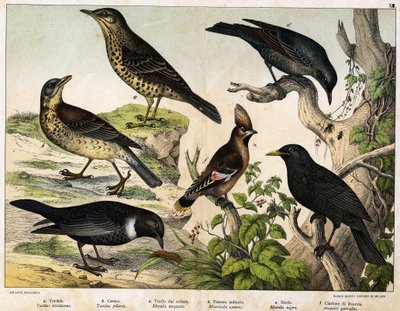 a: Ardıç (Turdus viscivorus), b: Ardıç (Turdus pilaris), c: Karatavuk (Merula torquata), d: Mavi Karatavuk (Monticola cyanus), e: Karatavuk (Merula nigra), f: Bohemian de geveze (Ampelis garulus) - “Kuşların Doğal Tarihi” içinde, ed. Hoepli, Milano by Unknown artist