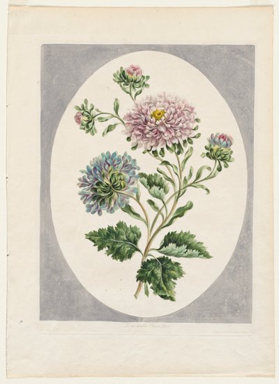 Doğadan Çizilmiş Bir Çiçek Koleksiyonu: Büyük Çift Çin Aster by Unknown artist