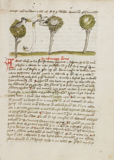 Ağaçta Bir Goshawk ve Yuvasından Uzakta Uçan Bir Bülbül by Unknown artist