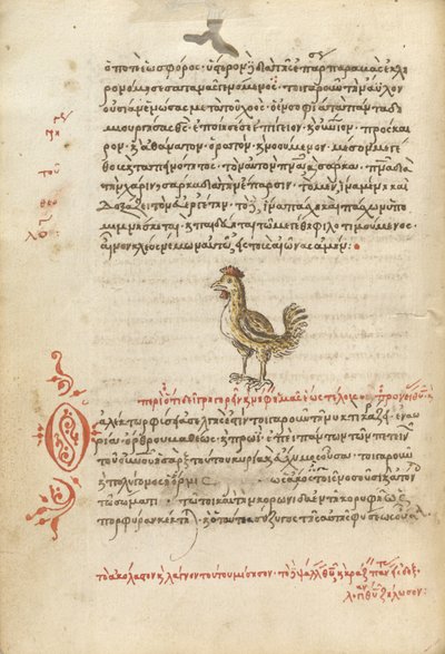 Bir Tavuk by Unknown artist