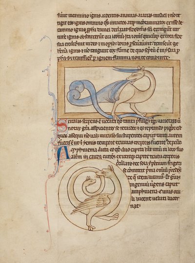 Bir Scitalis; Bir Amphisbaena by Unknown artist
