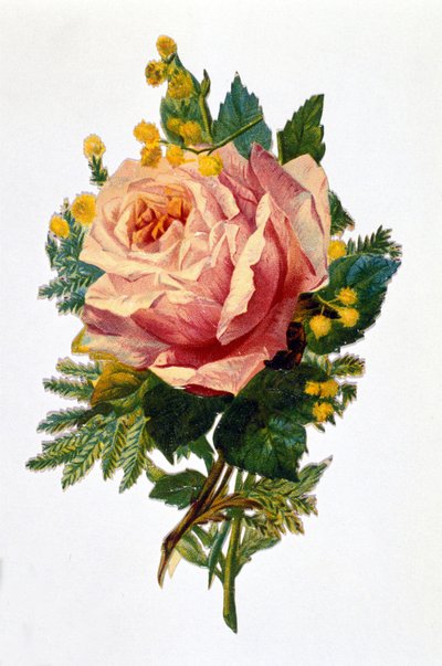 bir gül by Unknown artist
