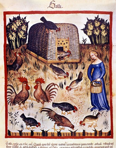 Alçak bir bahçede genç bir kadın tavukları ve horozları besliyor. İlaç ve diyetetik sağımlarından aydınlatma “” Tacuinum sanitatis”” by Unknown artist