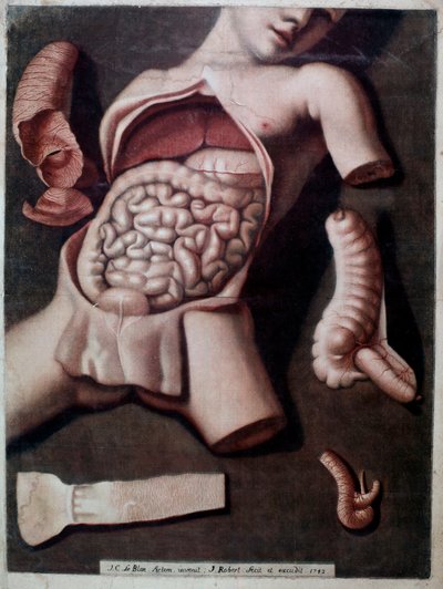 Bir insanın karnının içini temsil eden anatomik tahta: bağırsaklar, mide. 1742. Özel Koleksiyon by Unknown artist