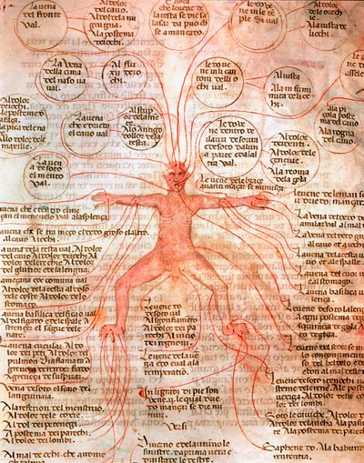 Kan dolaşımını gösteren anatomik çizelge “” De surgia””” el yazmasından minyatür 13. yüzyıl Venedik Biblioteca Marciana by Unknown artist