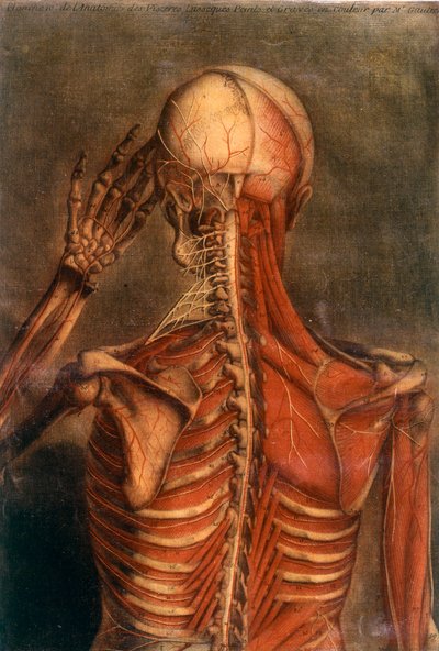 İnsan vücudunun anatomisi: arkadan görülen ağaç kabuğu. 18. yüzyıl sağlık kurulu Paris, B.N. by Unknown artist