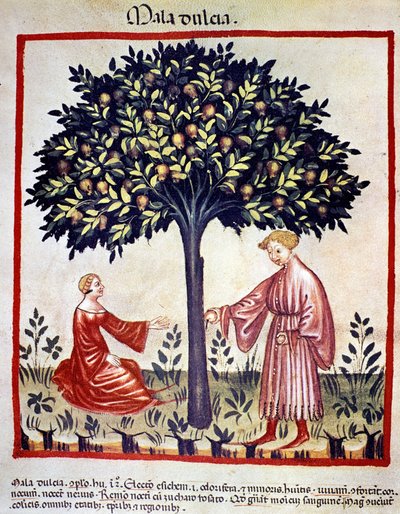 Elma toplama. İlaç ve diyetetik sağımlarından aydınlatma “” Tacuinum sanitatis”” by Unknown artist