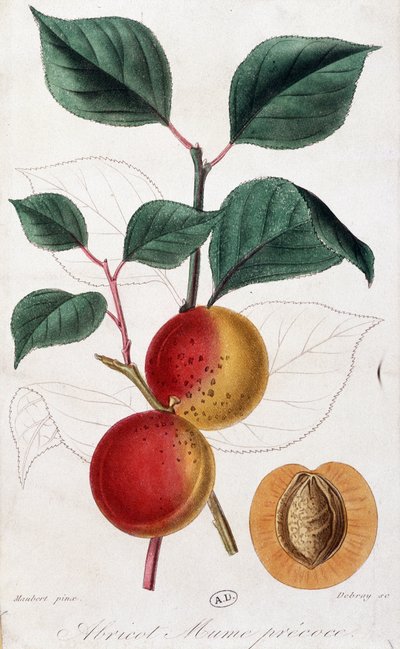 Kayısı - botanik kurulu by Unknown artist