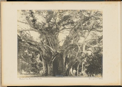 Baobab Ağacı. Mombassa. by Unknown artist