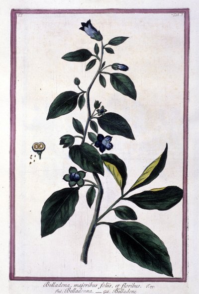 Belladonna, çiçekler ve meyveler. Tıpta kullanılan zehirli bitki. 19. yüzyıldan kalma bir herbaryumdan sonra gravür. by Unknown artist