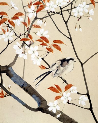 Çiçek açan kuş ve kiraz ağacı - 19. yüzyılın sonlarında Riou Chim tarafından Japon çizimi by Unknown artist