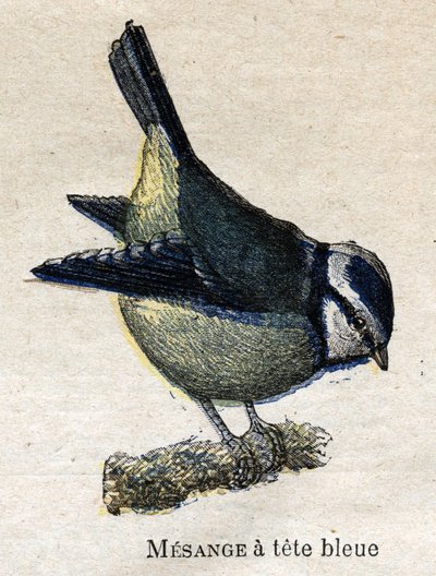 Tarıma Faydalı Kuşlar: Mavi Başlı Meanange by Unknown artist