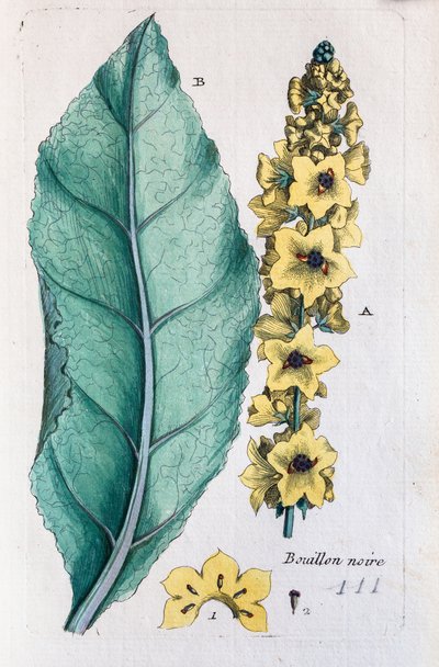 Kara sığırkuyruğu by Unknown artist