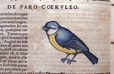 Historia Animalium'da Mavi Passereau, Conrad Gesner (1516 - 1565), Tiguri by Unknown artist