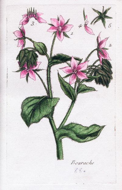 Hodan by Unknown artist