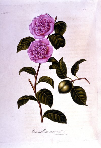 Botanik kurulu: Camelia. 19. yüzyıl gravürü by Unknown artist