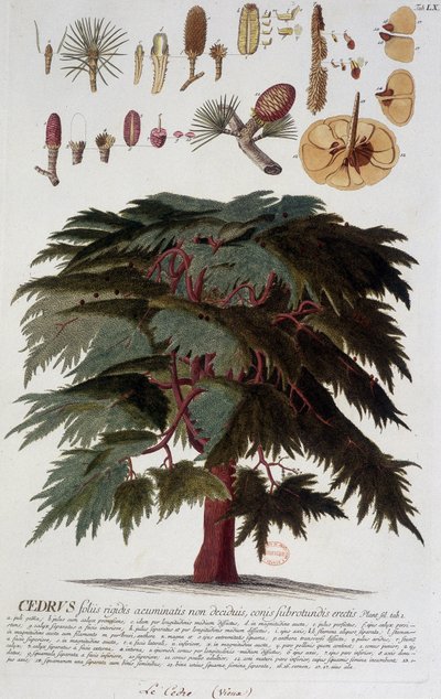 Botanik kurulu: Sedir. n.d. 19. yüzyıl. by Unknown artist