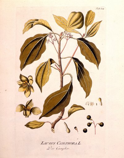 Botanik kurulu: kafur (Laurus Camphora). Joseph Jacob von Plenck, Avusturyalı doktor ve botanikçi (1738-1807), Viyana 1791 tarafından "" da Icons Plantarum Medicaium" da gravür. by Unknown artist