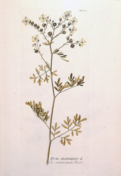 Botanik kurulu: rue officinale (Ruta graveolens). JJPlenck, Viyana, Avusturya tarafından yazılan "Tıbbi Bitkilerin Simgeleri"nde by Unknown artist