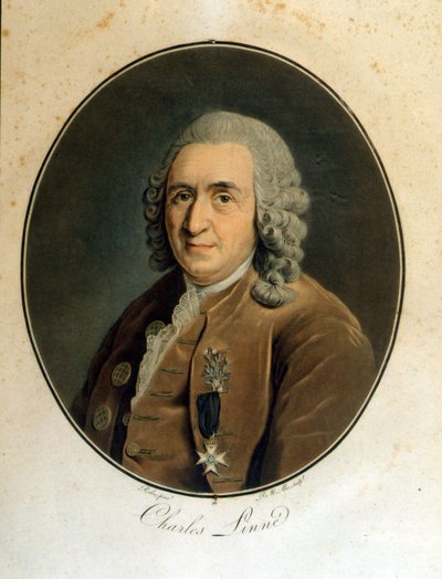 Carl Von Linné İsveçli doğa bilimci ve yazar (1707 - 1778) by Unknown artist