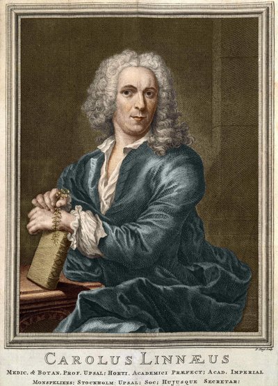 Carl Von Linné İsveçli doğa bilimci ve yazar (1707 - 1778) by Unknown artist