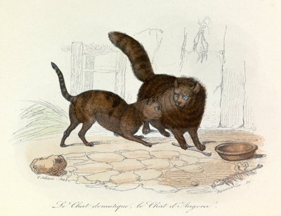 Kediler: Evcil ve Angora; Cuvier ve Linnaean sınıflandırması (gravür) by Unknown artist