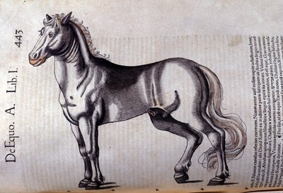 Cheval. Historia Animalium