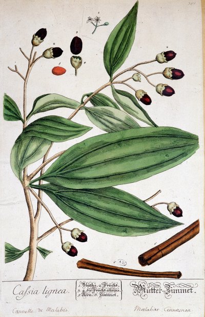 Tarçın de Malabar (Hindistan) - botanik kurulu by Unknown artist
