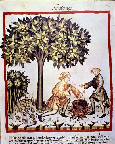Kestanelerin sonbaharda toplanması ve hazırlanması. İlaç ve diyetetik sağımlarından aydınlatma “” Tacuinum sanitatis”” by Unknown artist