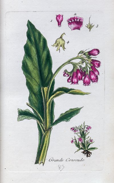 Karakafes otu by Unknown artist
