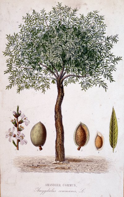 Ortak badem ağacı - botanik kurulu by Unknown artist