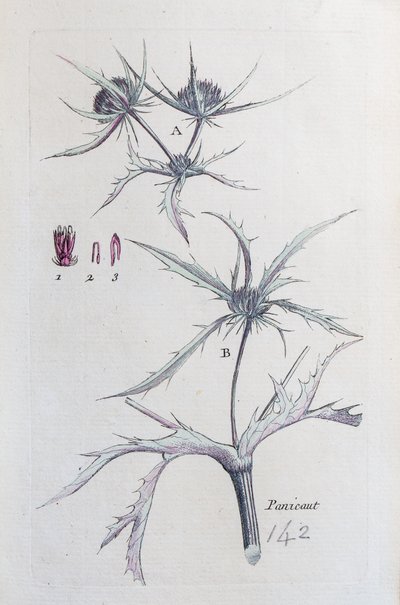 Ülke Panicaut by Unknown artist