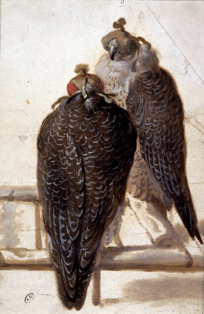 Bir çift şahin. 18. yüzyıl çizimi. by Unknown artist
