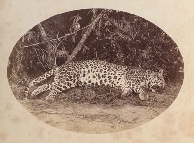 ölü leopar by Unknown artist