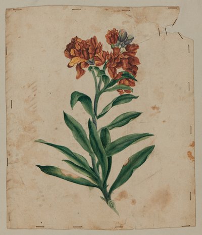 Tasarım Çizimi, 18. yüzyıl başı by Unknown artist