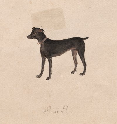 Köpek by Unknown artist