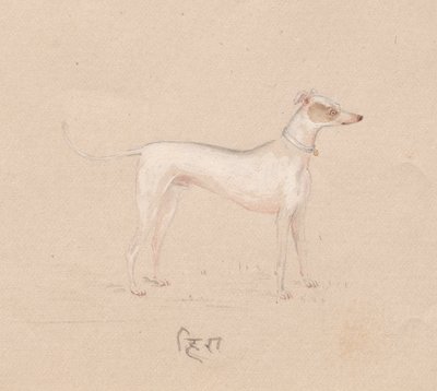 Köpek by Unknown artist