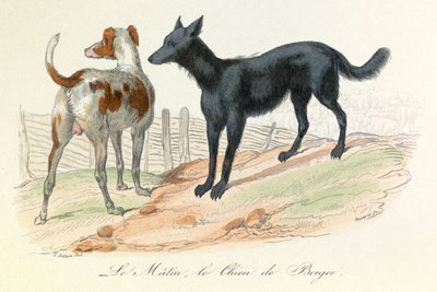 Köpek ve Matin, Linneene ve Cuvier tarafından sınıflandırılan iki hayvan (gravür) by Unknown artist