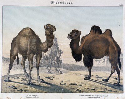 Tek hörgüçlü ve deve - "" Memelilerin doğal tarihleri"nde, ed. Shreiber, Münih by Unknown artist