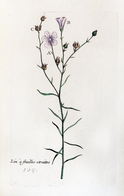 Kuru yapraklı keten by Unknown artist