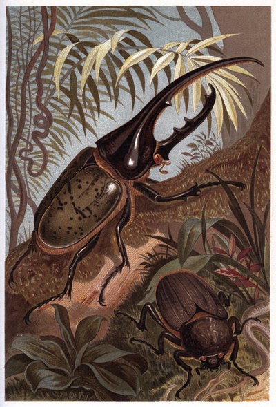 Dynastes herkül, bok böceği gergedan - Herkül böceği by Unknown artist