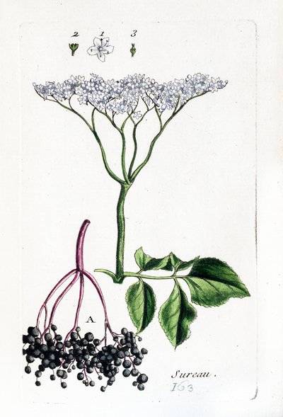 Mürver by Unknown artist