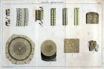 Elemental organlar: "" Flora Francoise