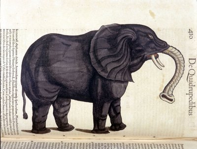 Conrad Gesner tarafından Historia Animalium