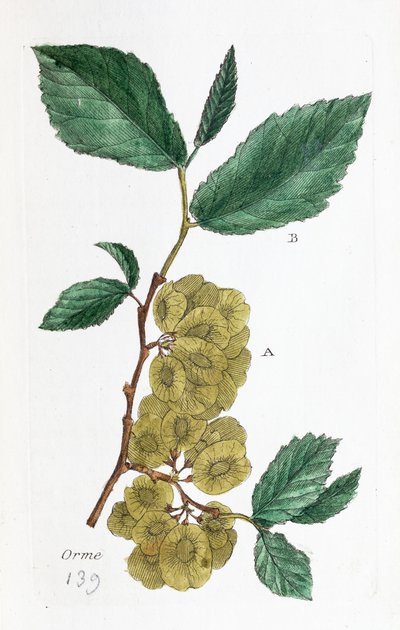 Karaağaç (Abalone, Little Elm) by Unknown artist