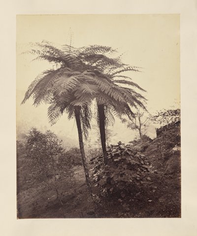 [Ferns] by Unknown artist